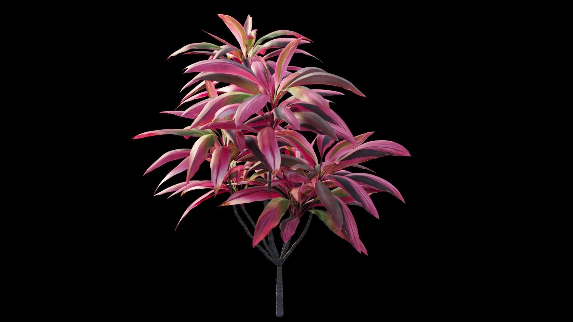Cordyline fruticosa plant set 05 Low-poly 3D model_12