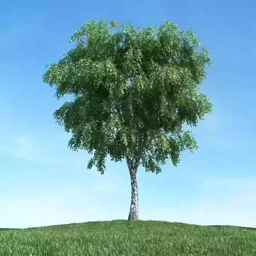Outdoor Maple Tree 3D model