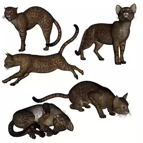 wendys savannah cat 3D model