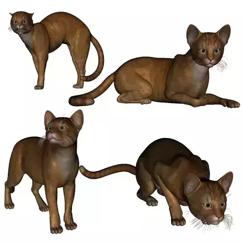 wendys ginger cat 3D model