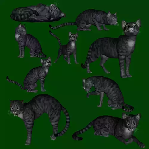 wendys tabby cat  1 3D model