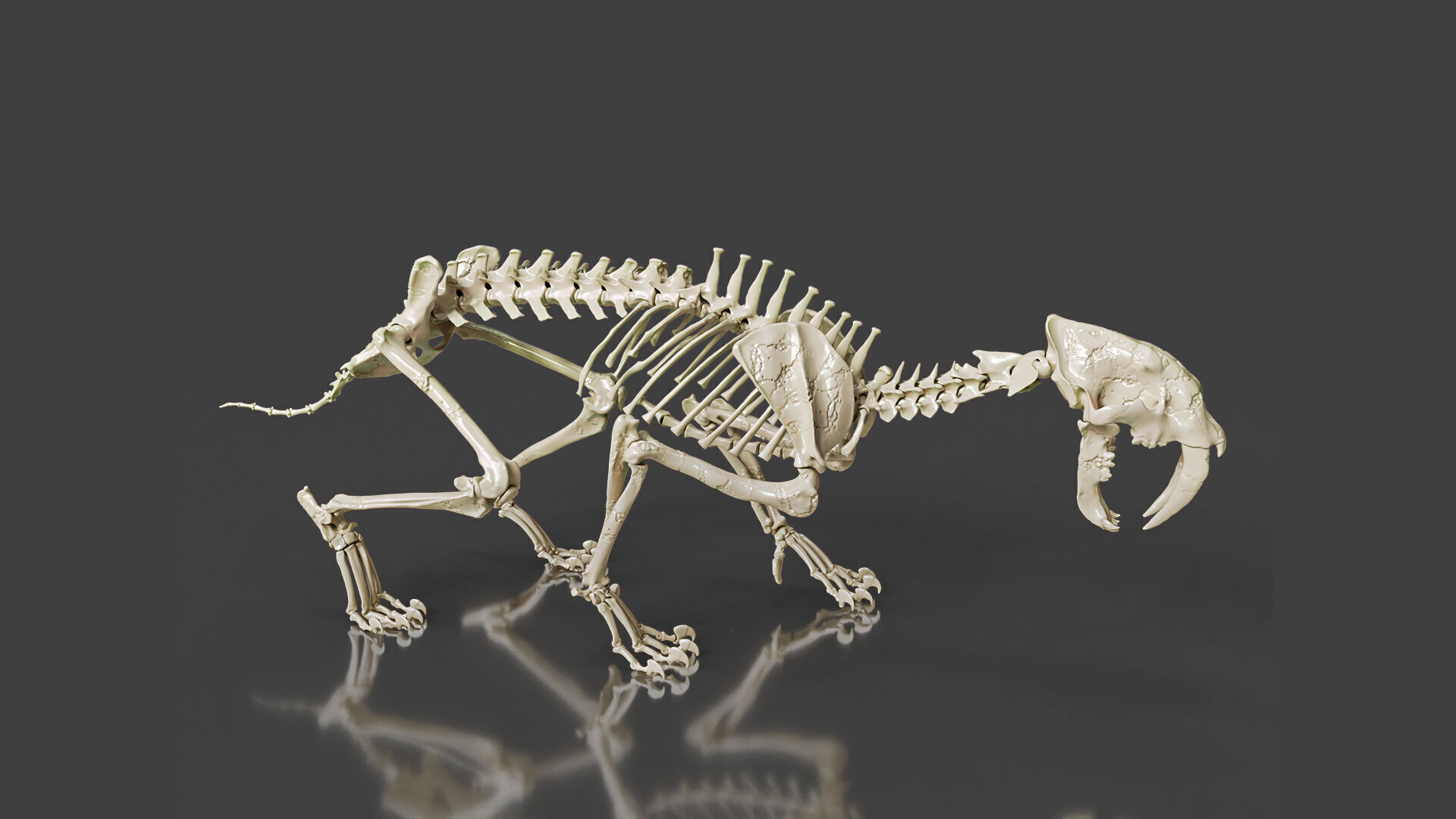 Sabretooth Cat Smilodon Skeleton 3D model_1