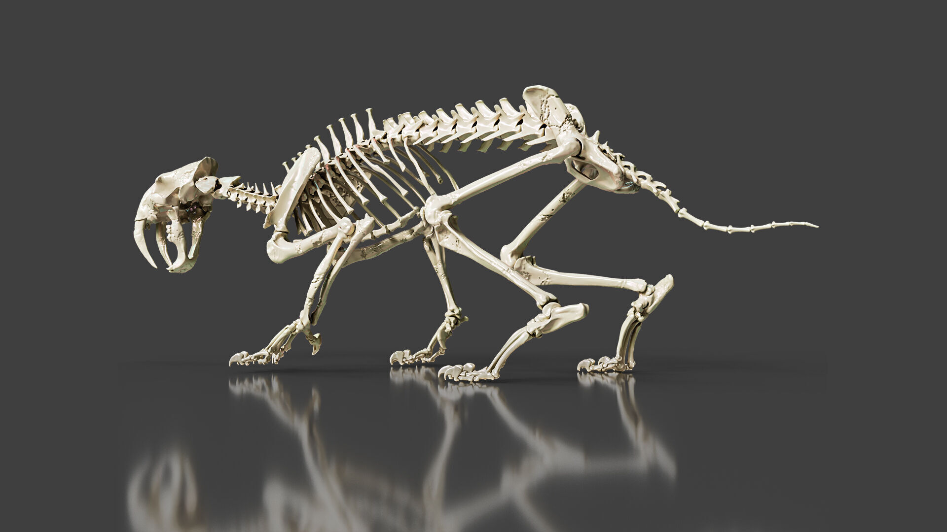Sabretooth Cat Smilodon Skeleton 3D model_3