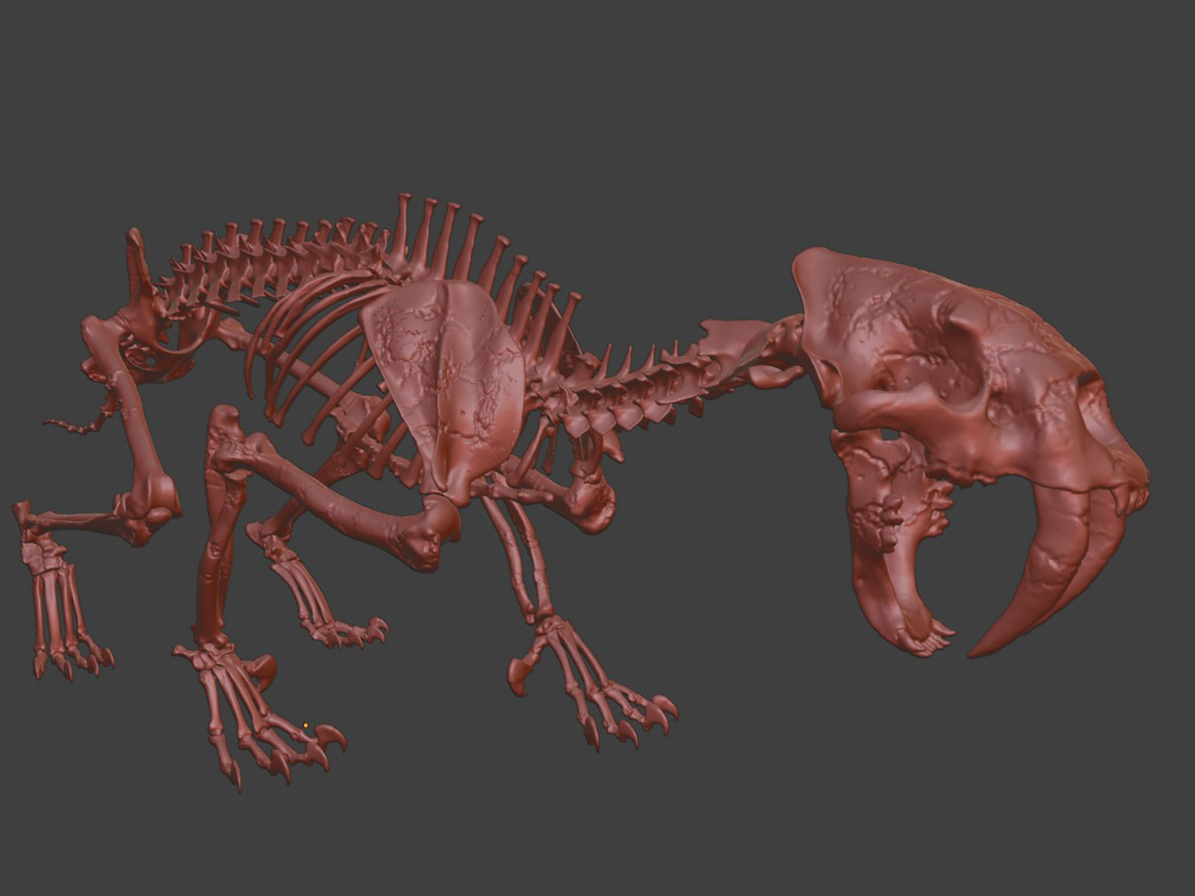Sabretooth Cat Smilodon Skeleton 3D model_5