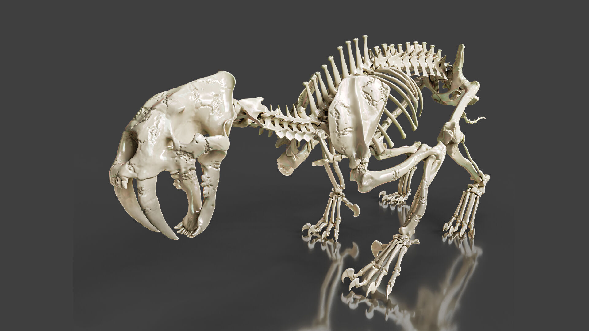 Sabretooth Cat Smilodon Skeleton 3D model_4