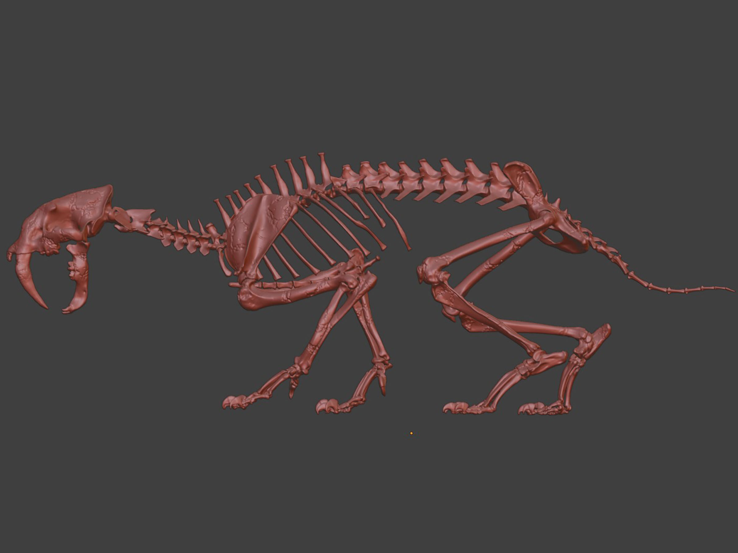 Sabretooth Cat Smilodon Skeleton 3D model_7