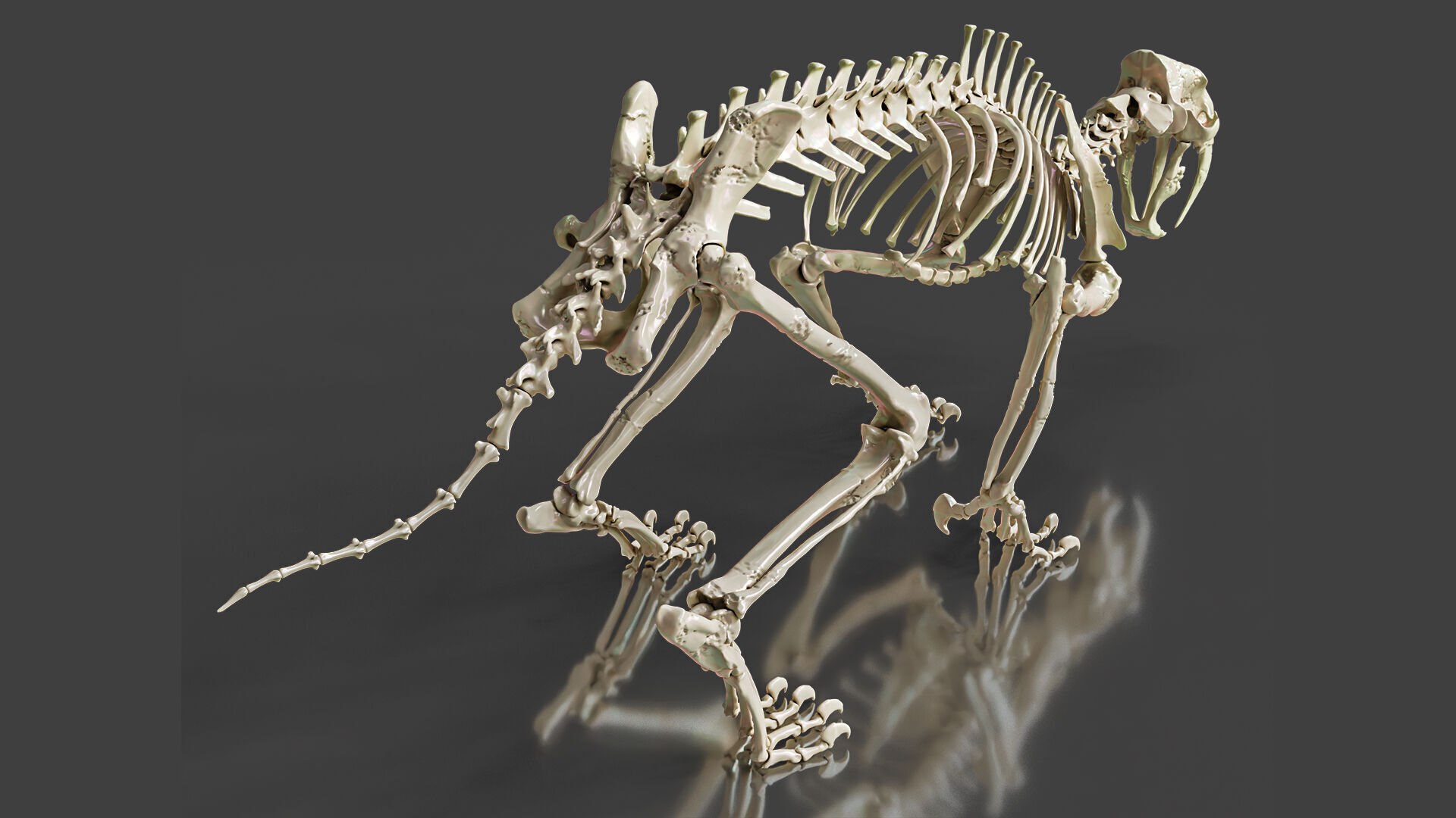 Sabretooth Cat Smilodon Skeleton 3D model_2