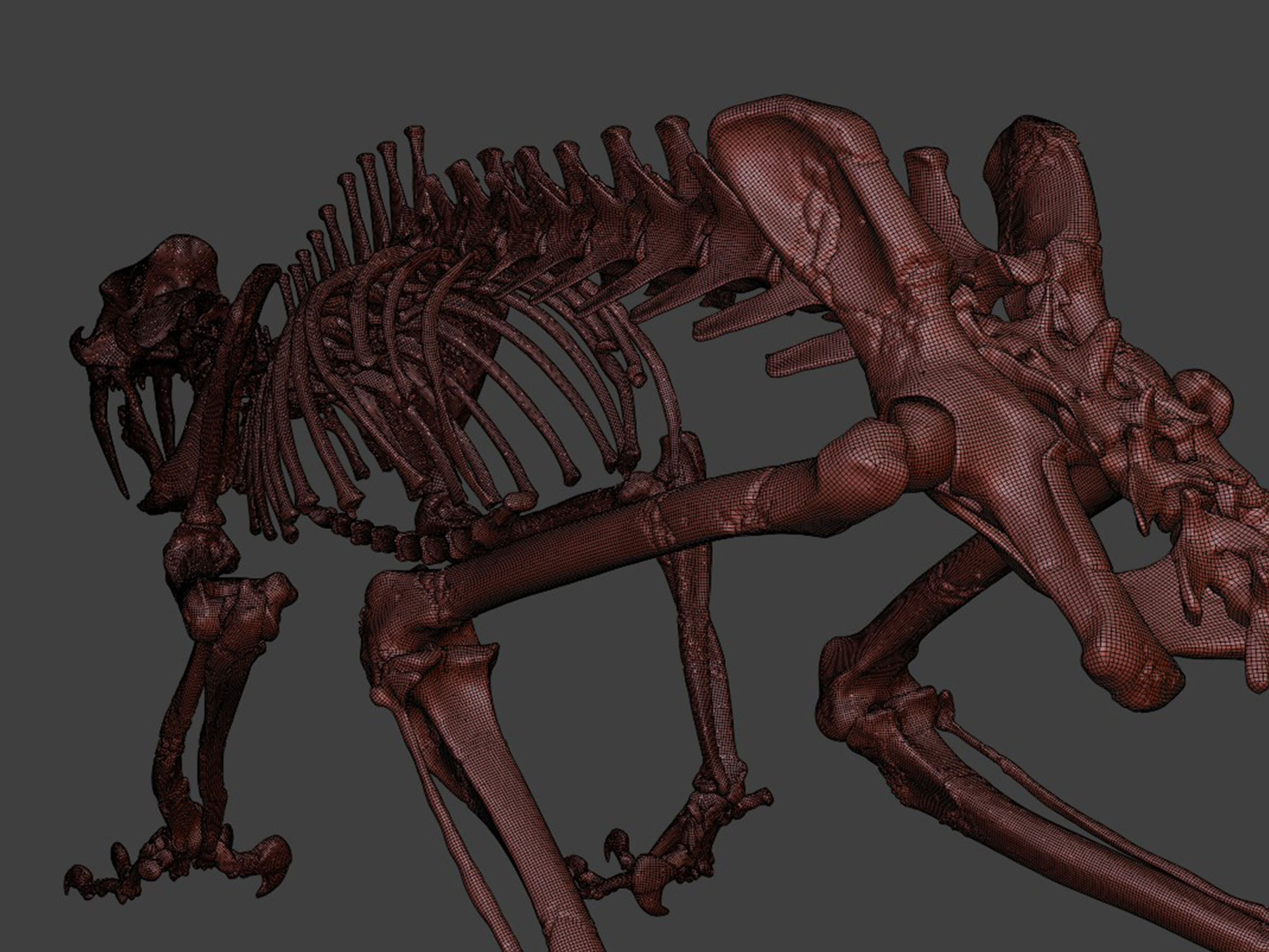 Sabretooth Cat Smilodon Skeleton 3D model_8