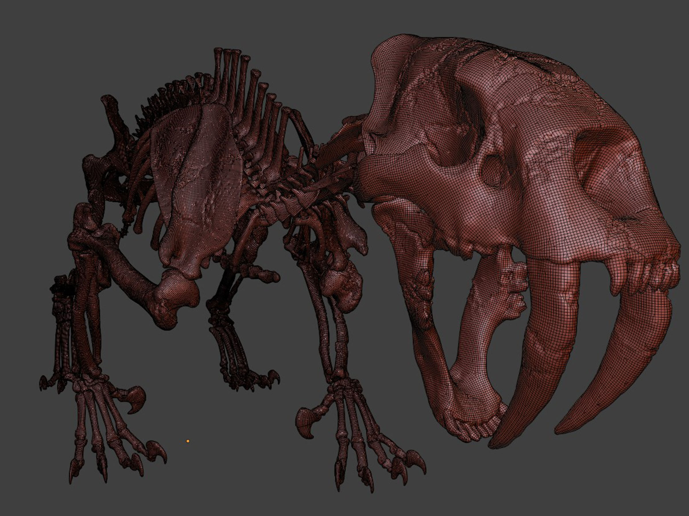 Sabretooth Cat Smilodon Skeleton 3D model_6