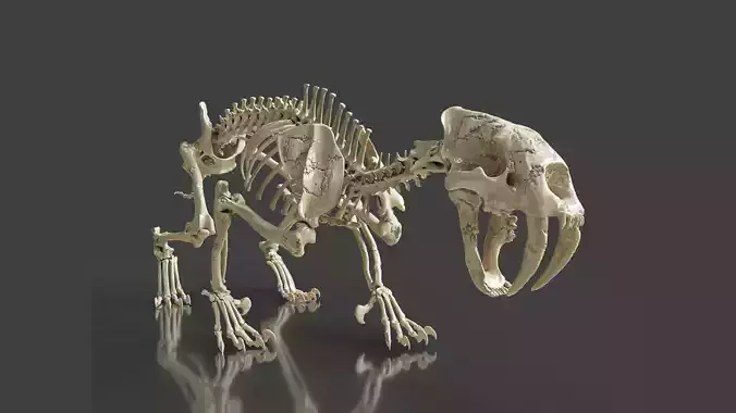Sabretooth Cat Smilodon Skeleton 3D model