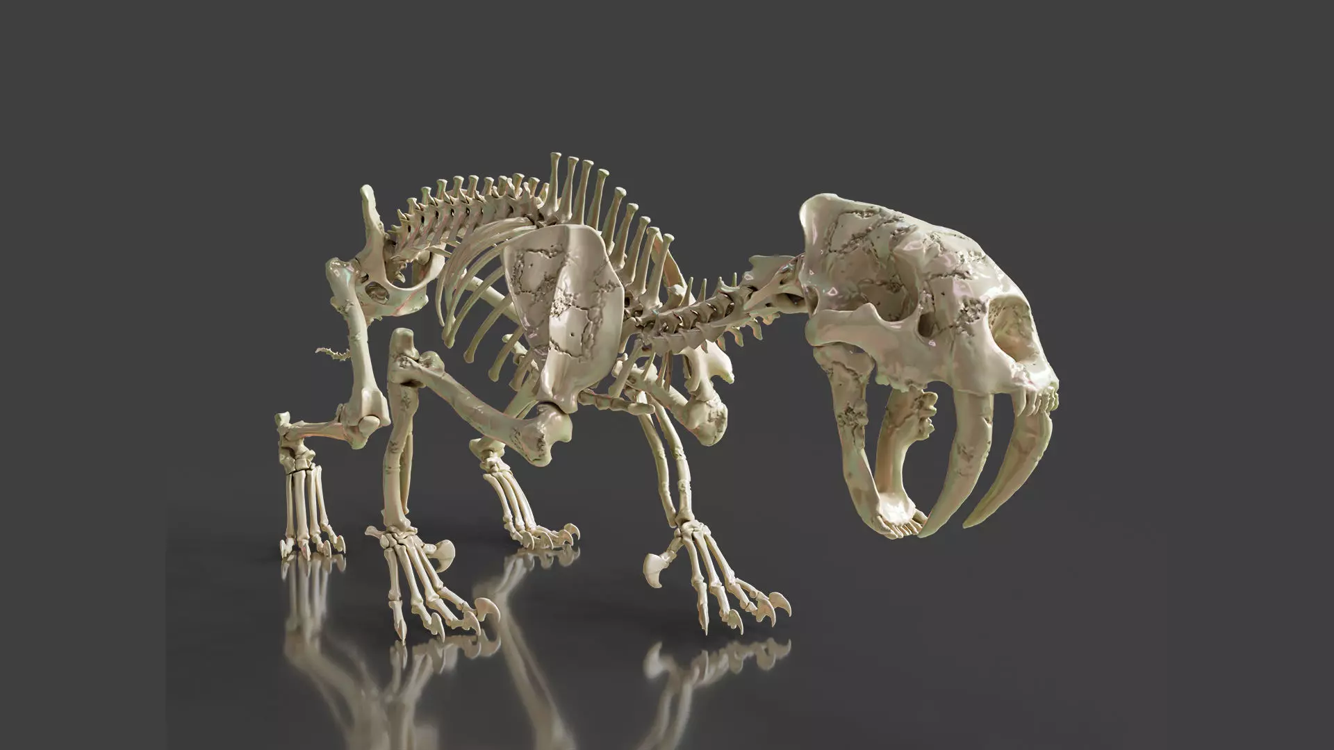 Sabretooth Cat Smilodon Skeleton 3D model_0