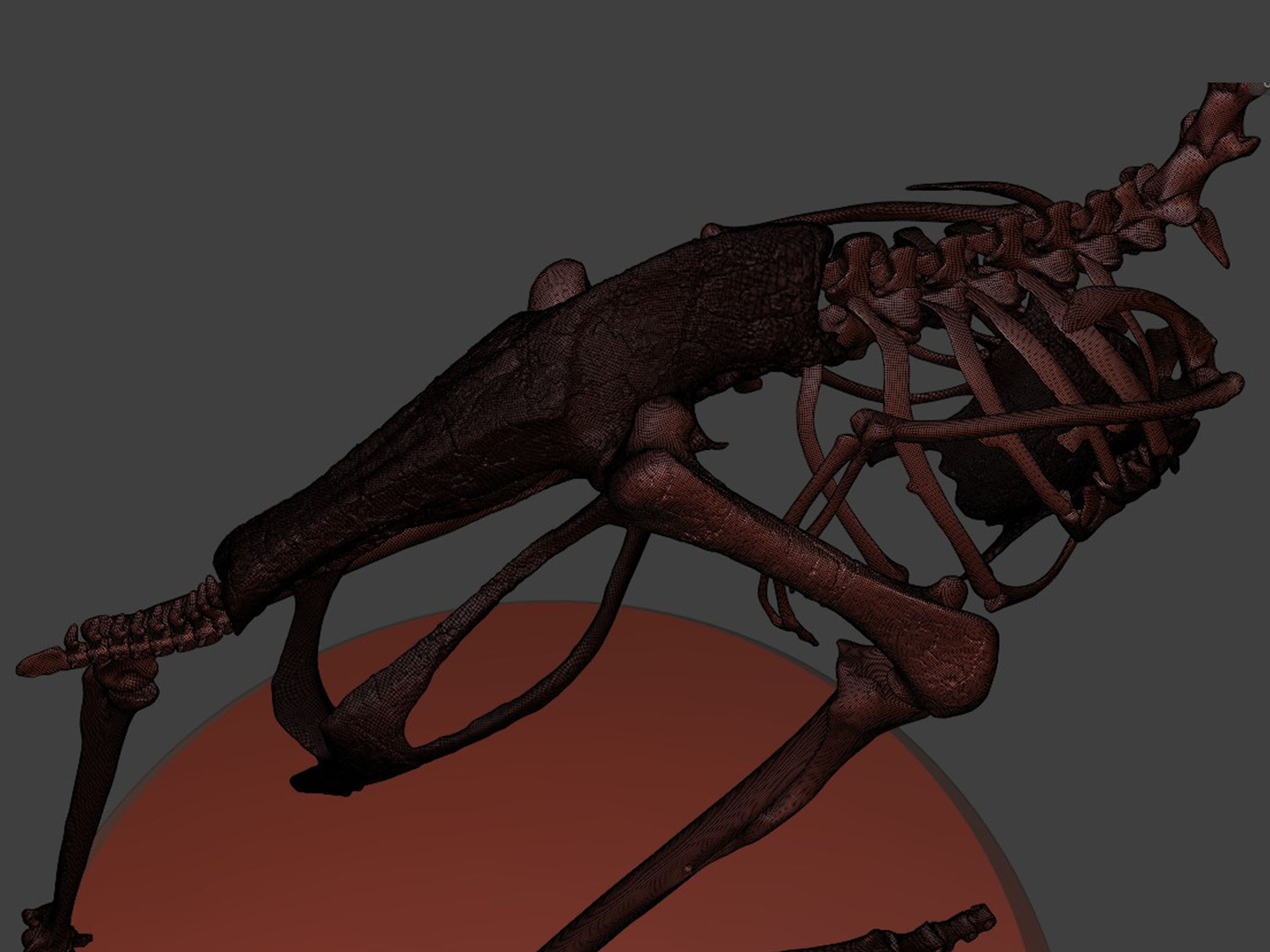 Silver Ostrich Skeleton for Visual Art 3D model_10