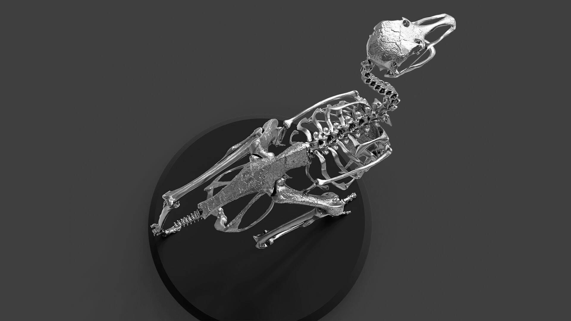 Silver Ostrich Skeleton for Visual Art 3D model_4