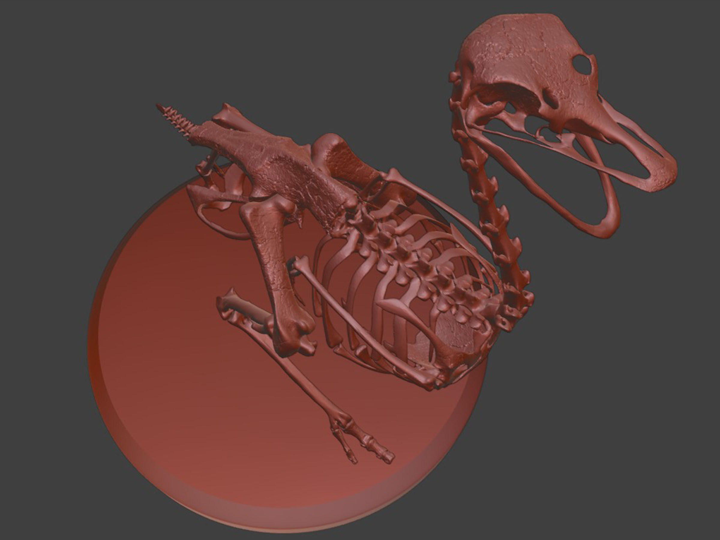 Silver Ostrich Skeleton for Visual Art 3D model_7
