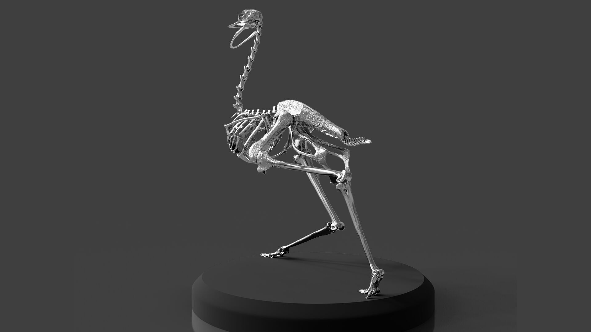 Silver Ostrich Skeleton for Visual Art 3D model_3