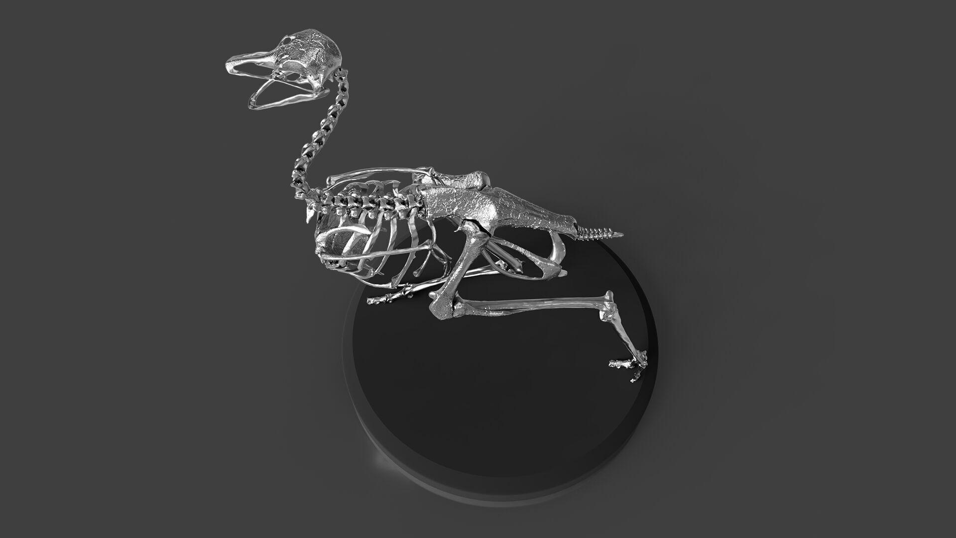 Silver Ostrich Skeleton for Visual Art 3D model_2