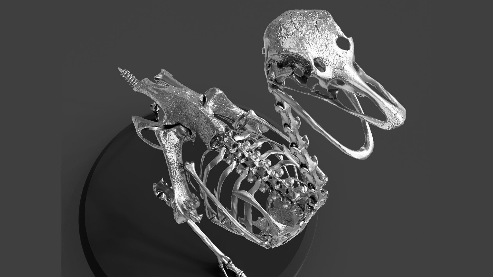 Silver Ostrich Skeleton for Visual Art 3D model_6