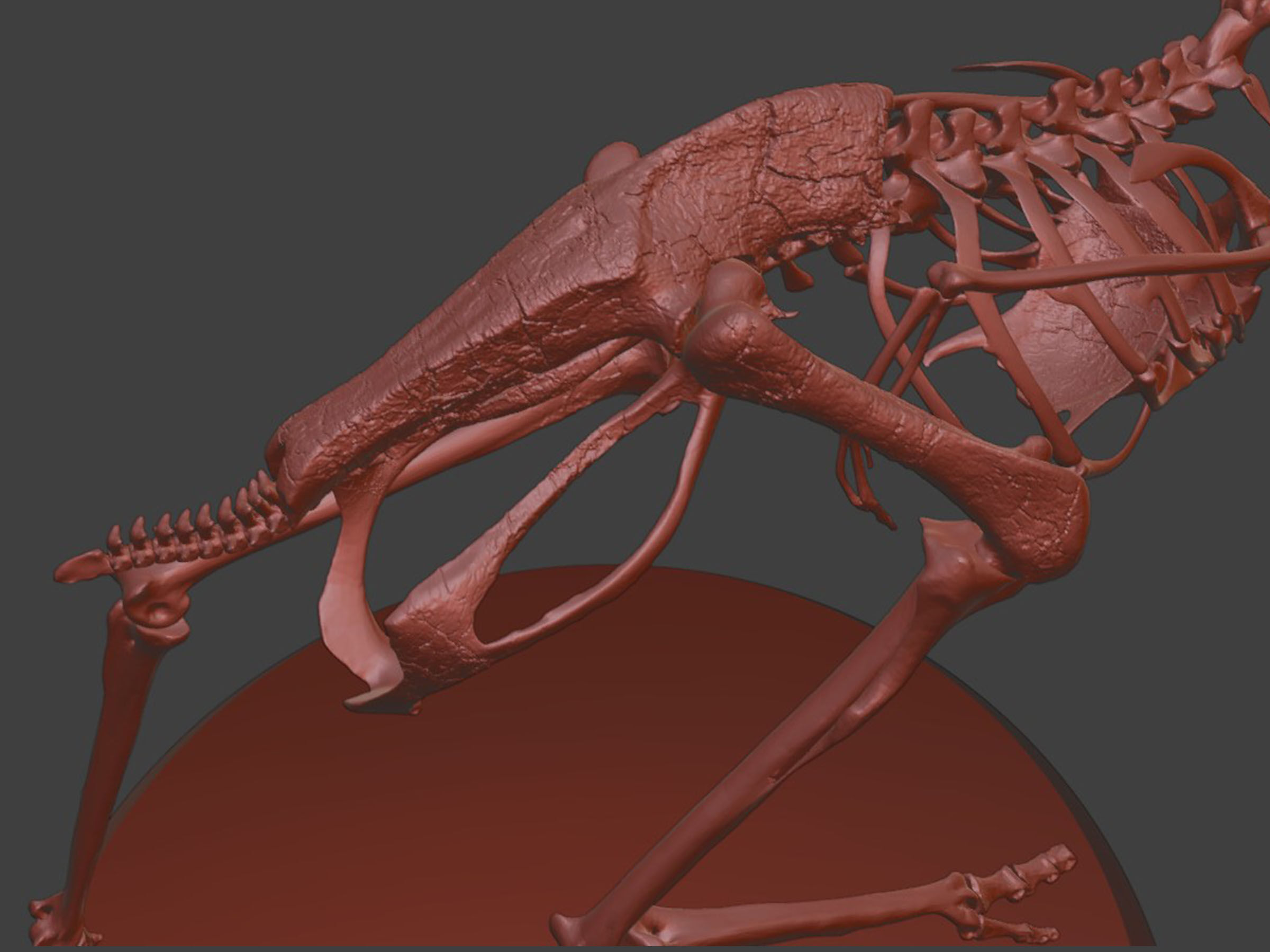 Silver Ostrich Skeleton for Visual Art 3D model_9