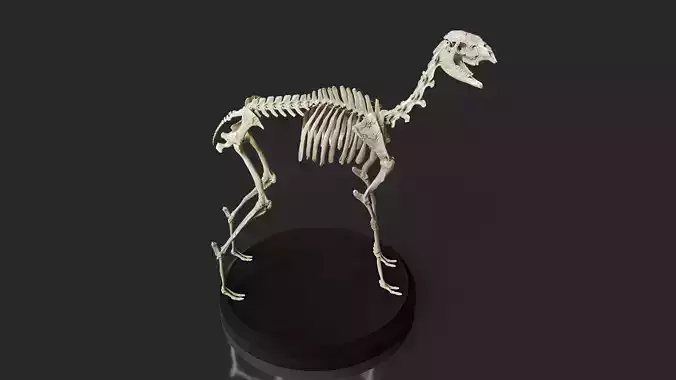 Realistic Llama Skeleton 3D model