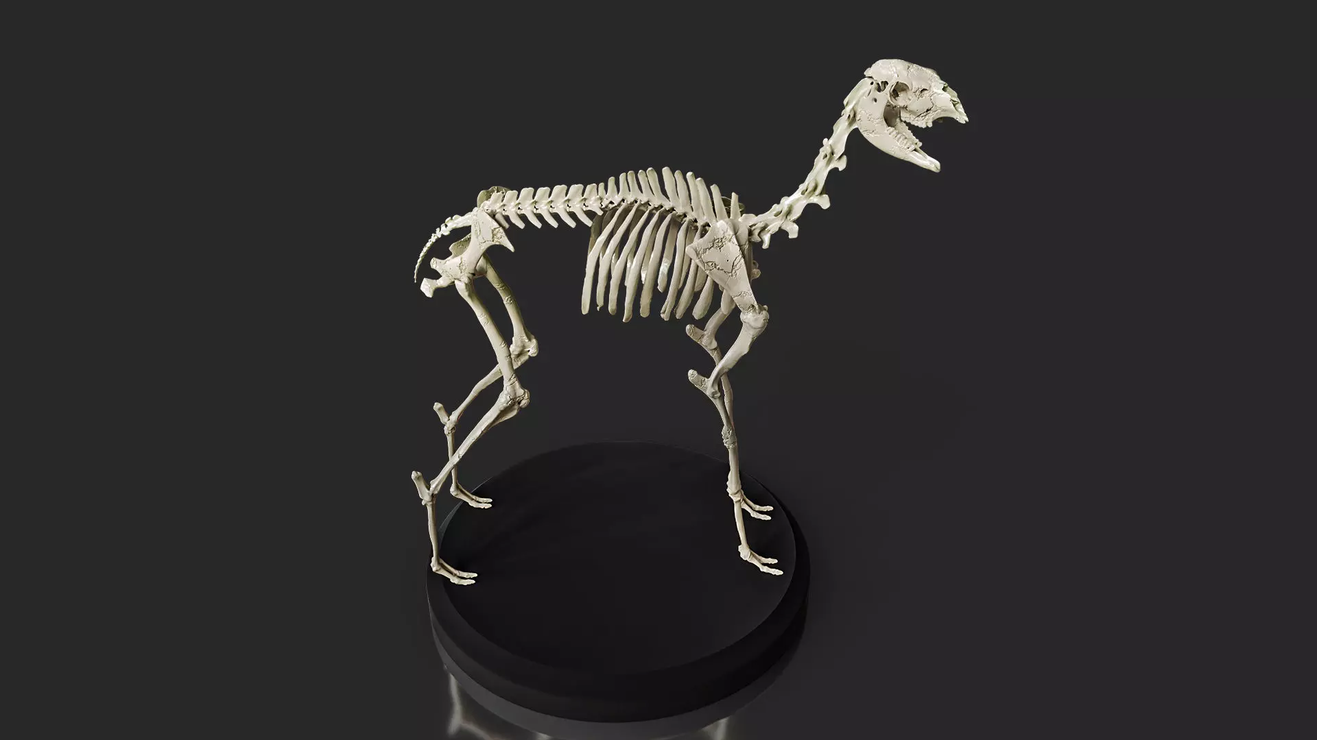 Realistic Llama Skeleton 3D model