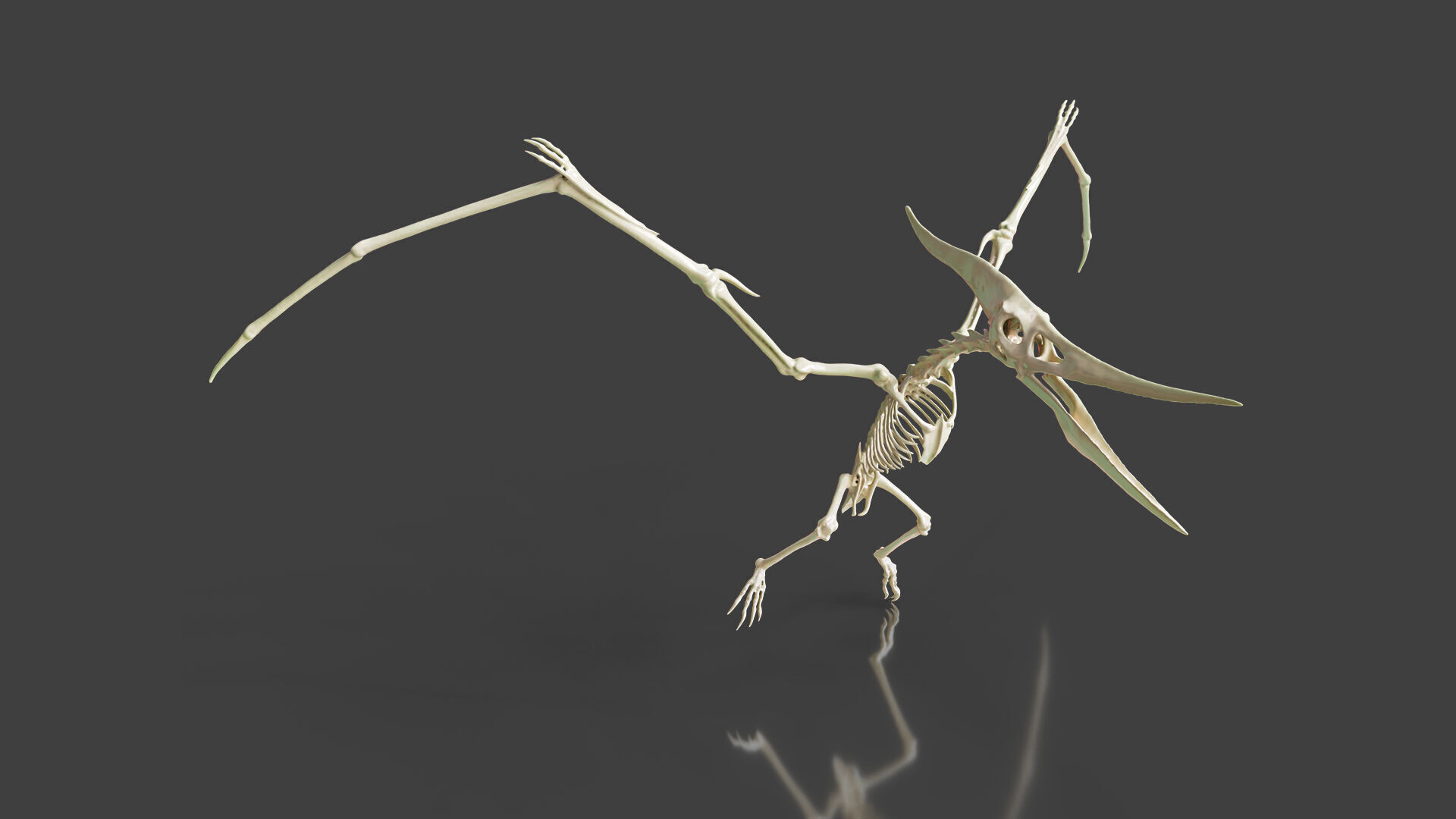Realistic Pteranodon Skeleton 3D model_2