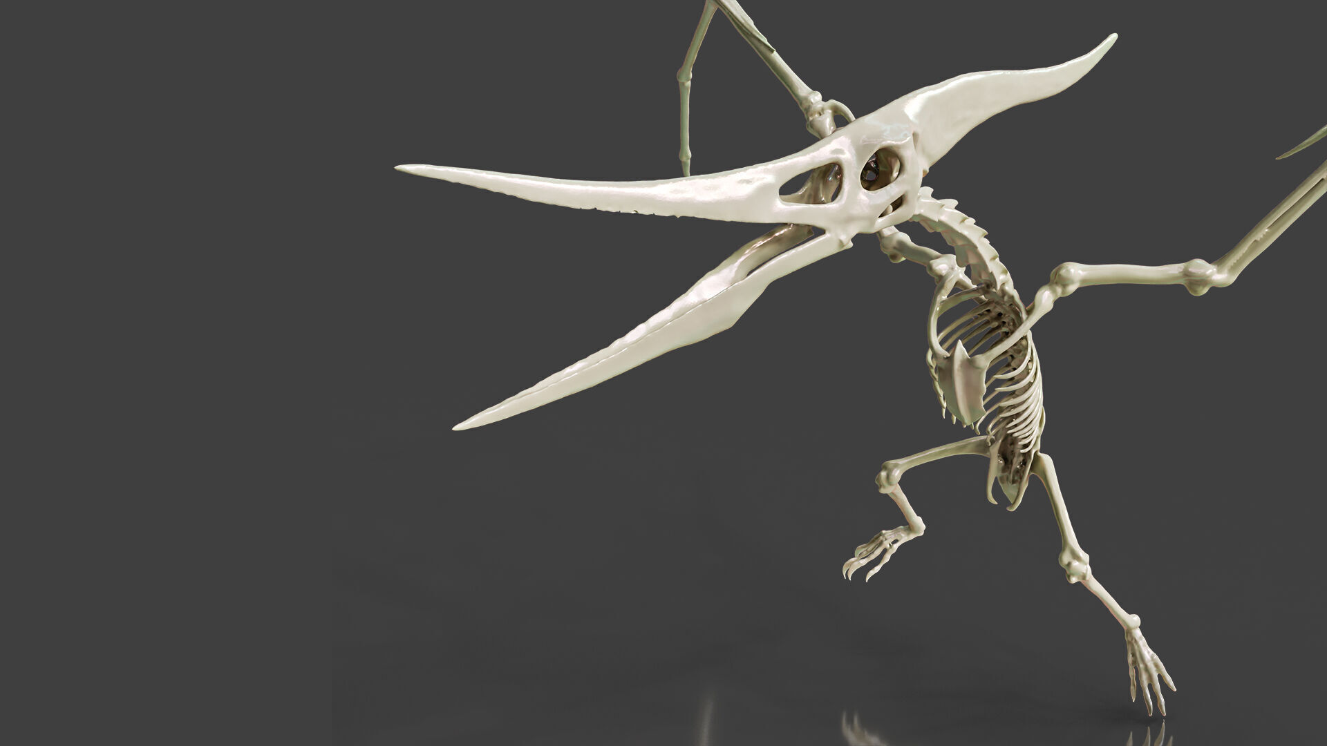 Realistic Pteranodon Skeleton 3D model_5