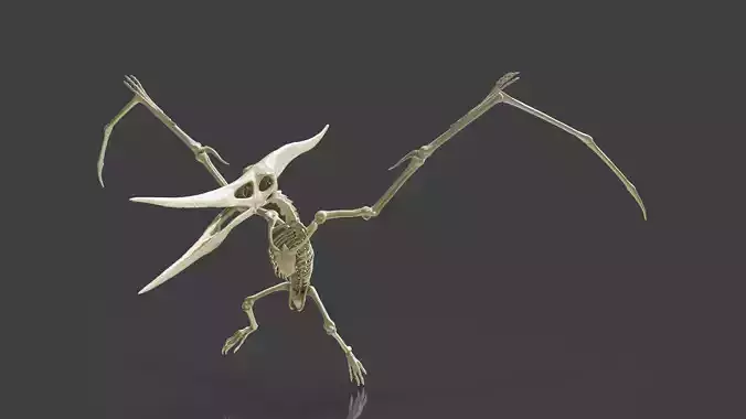 Realistic Pteranodon Skeleton 3D model