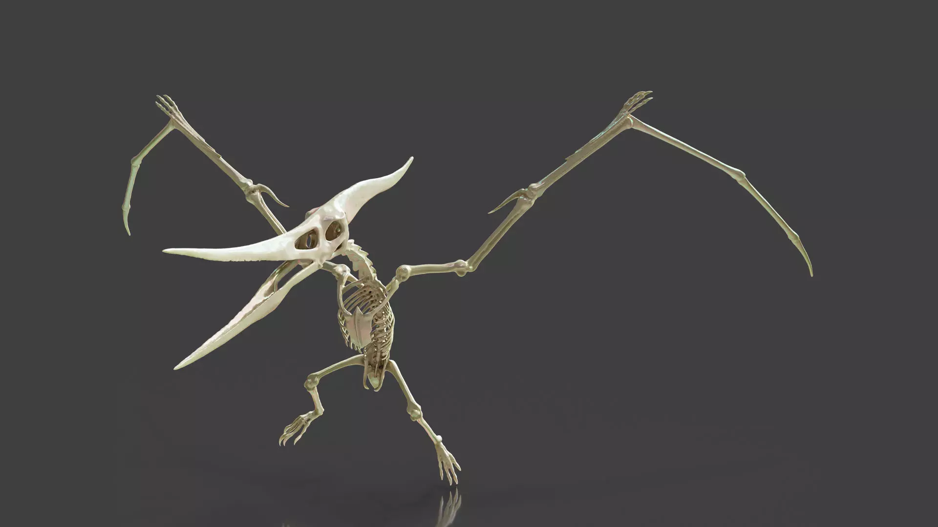 Realistic Pteranodon Skeleton 3D model_0