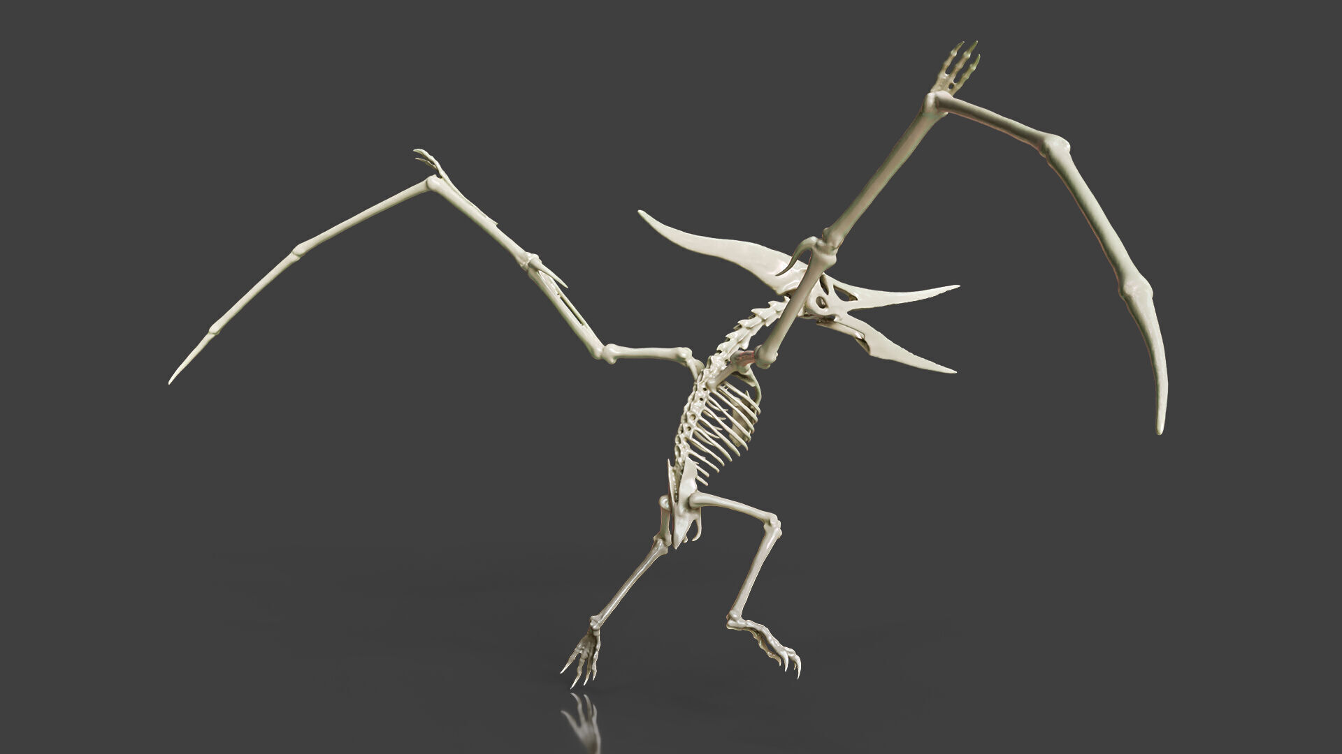 Realistic Pteranodon Skeleton 3D model_3