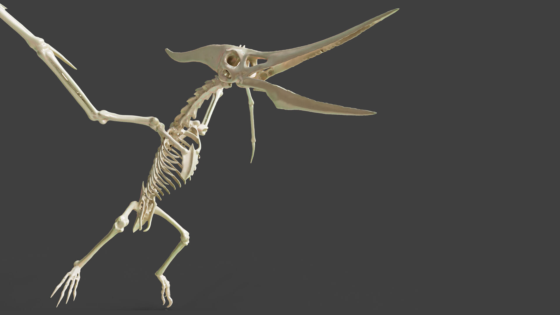 Realistic Pteranodon Skeleton 3D model_1