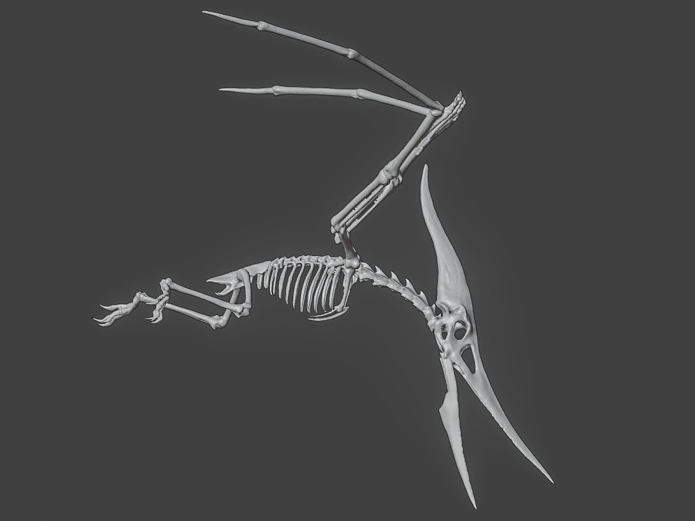Realistic Pteranodon Skeleton 3D model_6