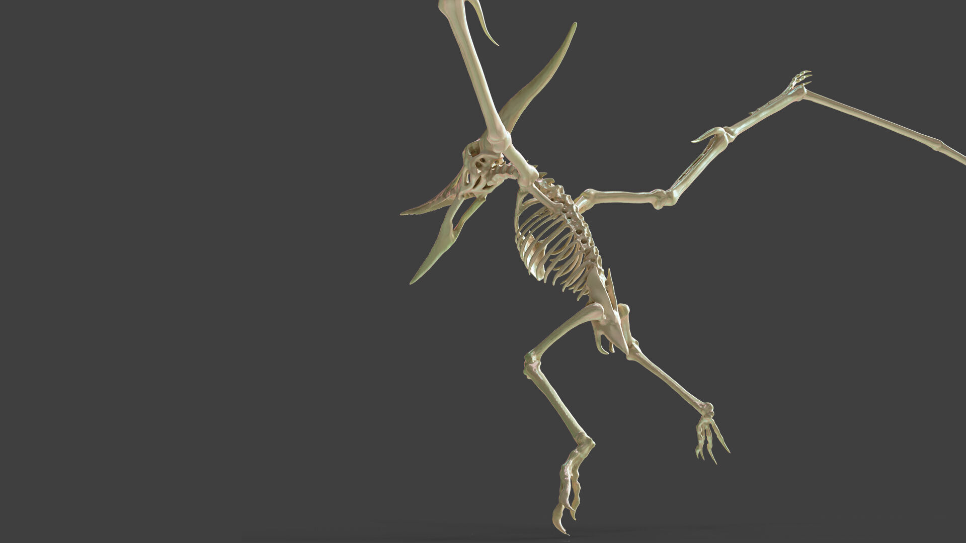 Realistic Pteranodon Skeleton 3D model_4
