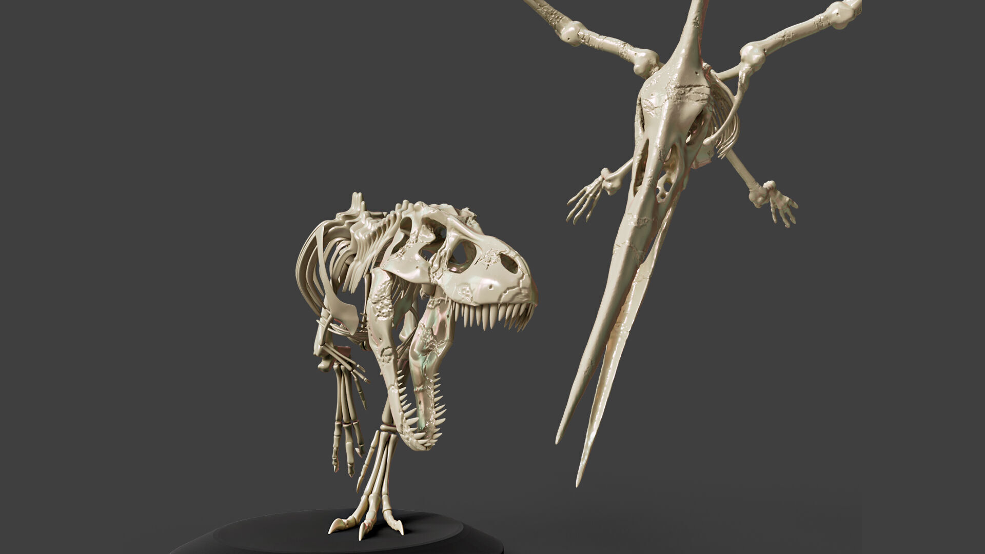 Tyrannosaurus VS Pteranodon Skeleton 3D model_6