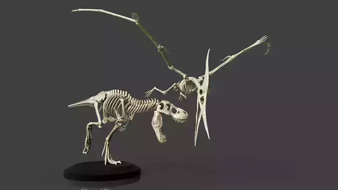 Tyrannosaurus VS Pteranodon Skeleton