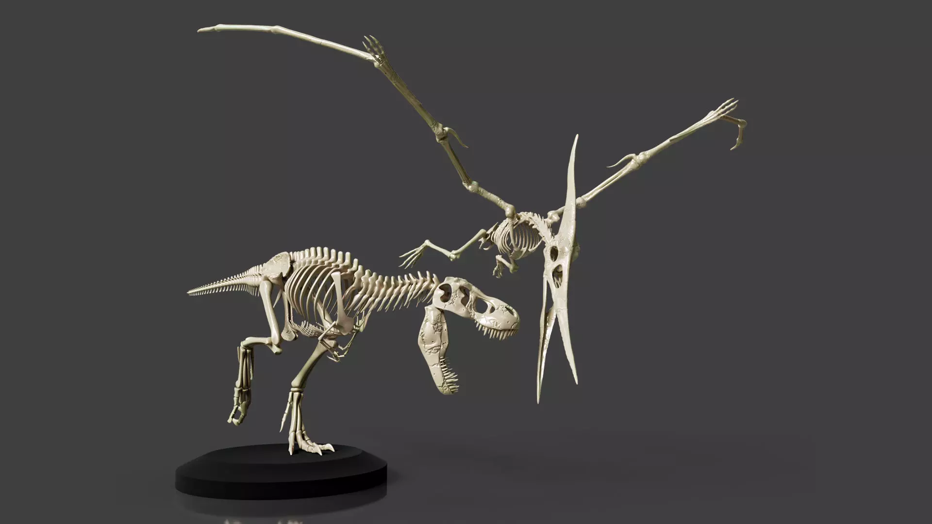 Tyrannosaurus VS Pteranodon Skeleton 3D model_0