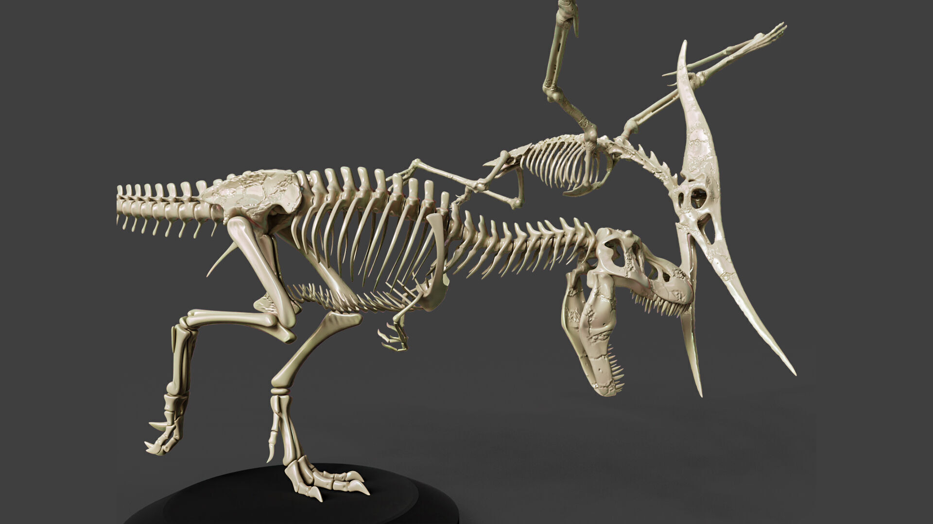Tyrannosaurus VS Pteranodon Skeleton 3D model_2