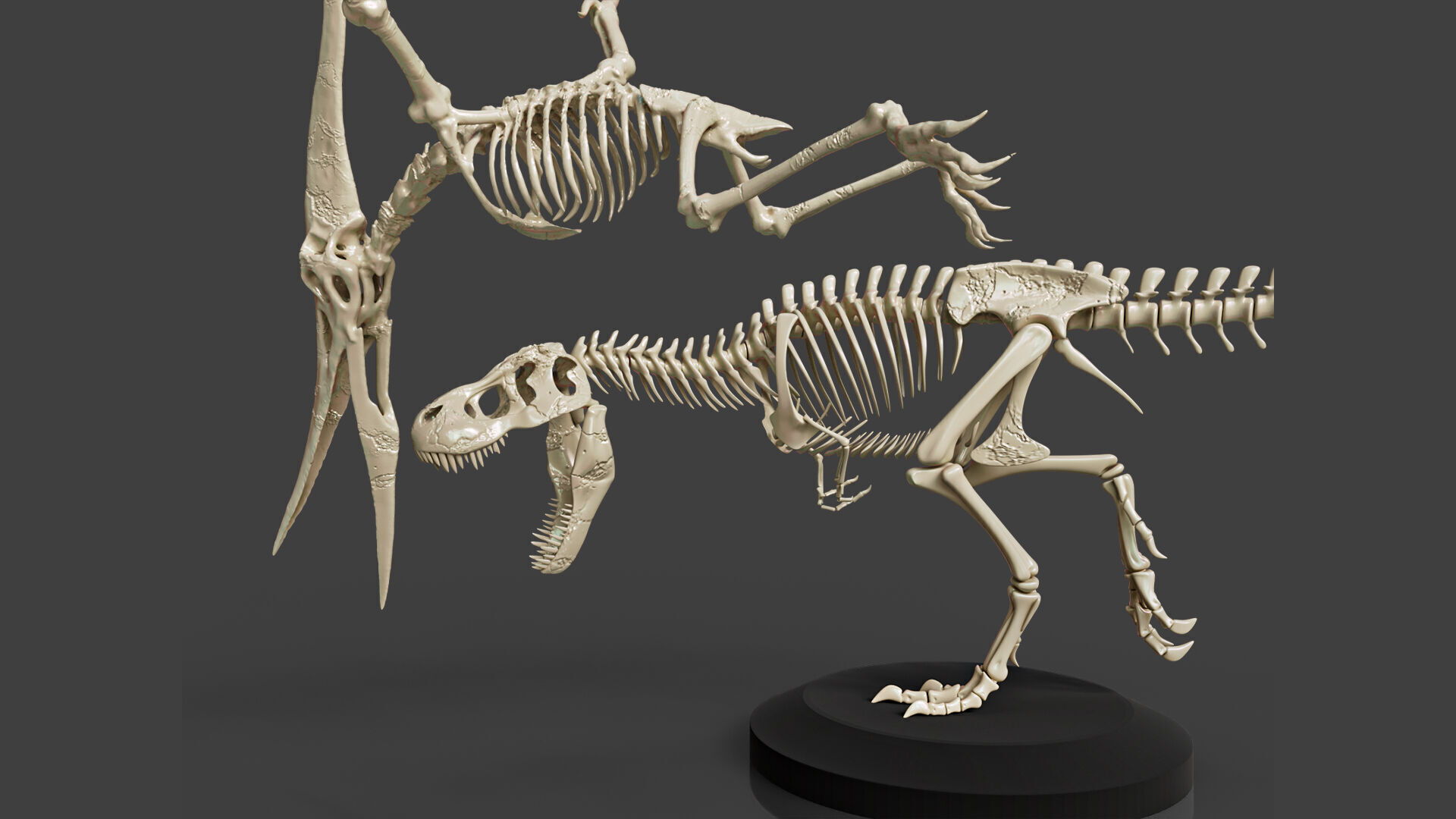 Tyrannosaurus VS Pteranodon Skeleton 3D model_5
