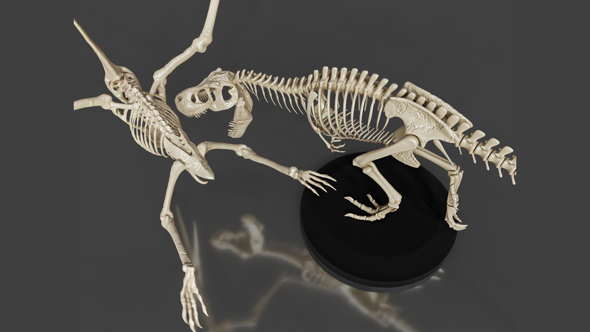 Tyrannosaurus VS Pteranodon Skeleton 3D model_4