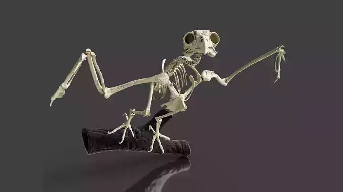 Realistic Owl Skeleton 3D model