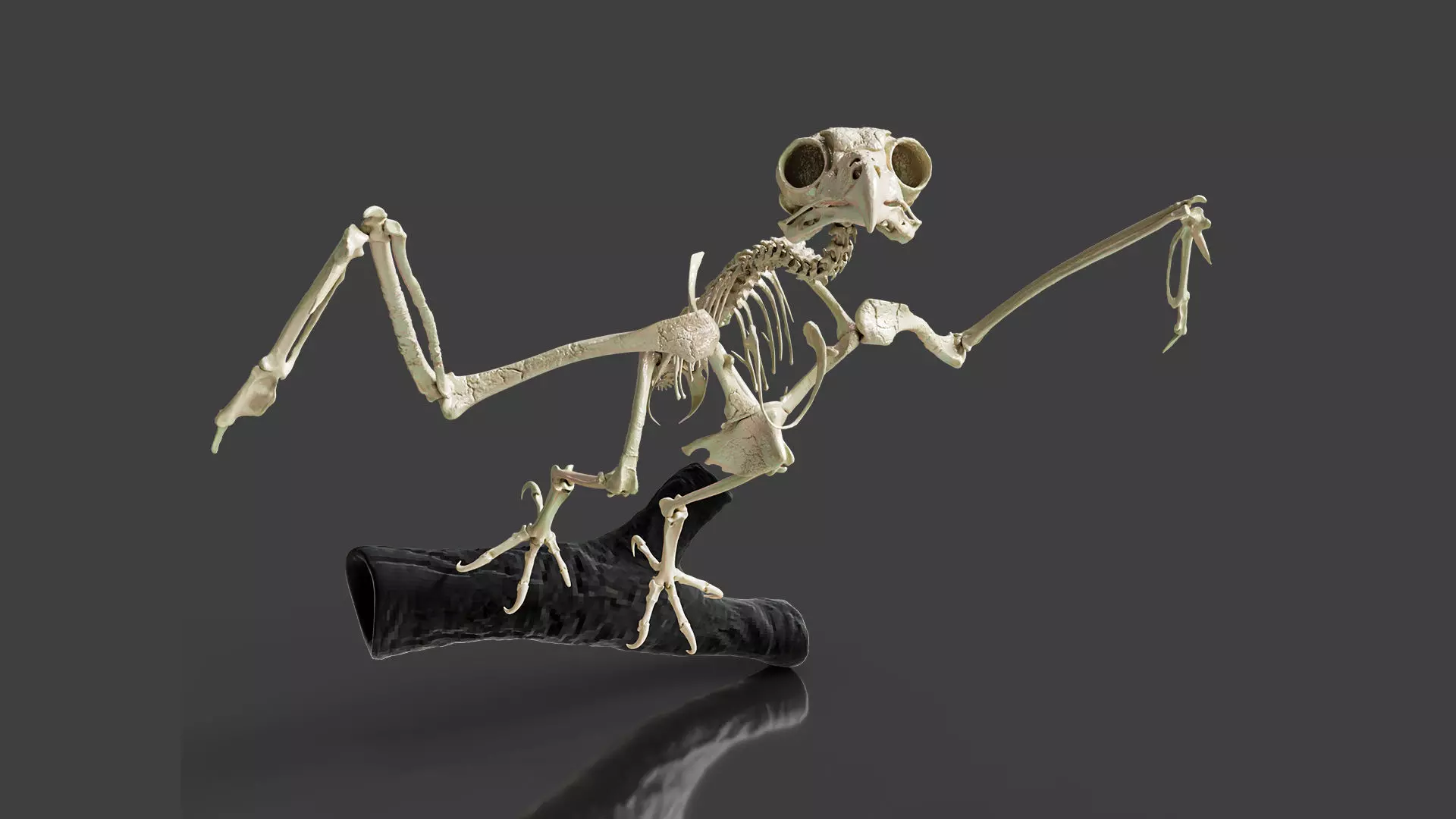 Realistic Owl Skeleton 3D model