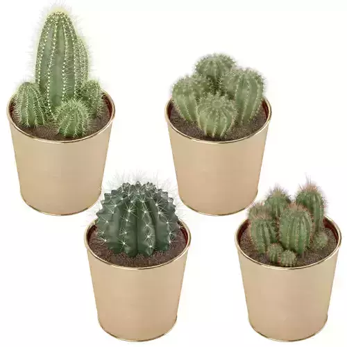 Set of Ikea Cactus