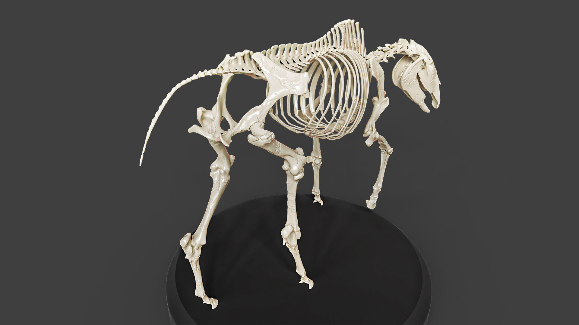 Realistic Horse Skeleton 3D model_2