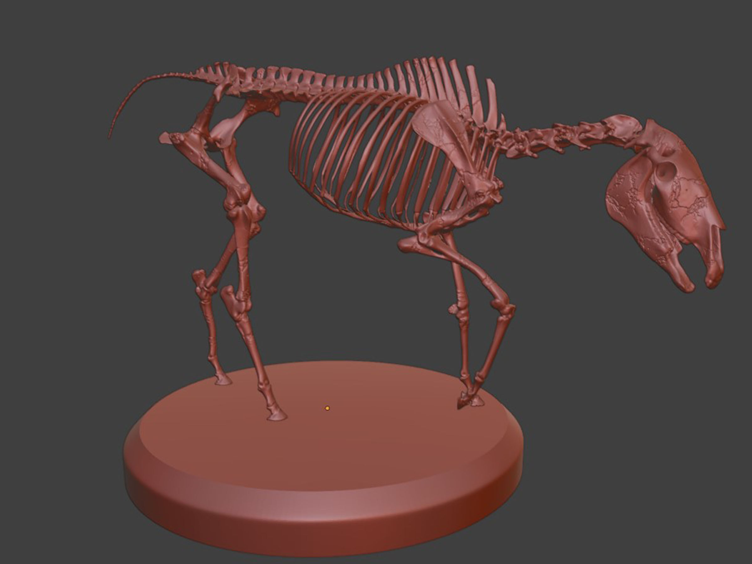 Realistic Horse Skeleton 3D model_6