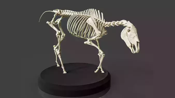 Realistic Horse Skeleton 3D model