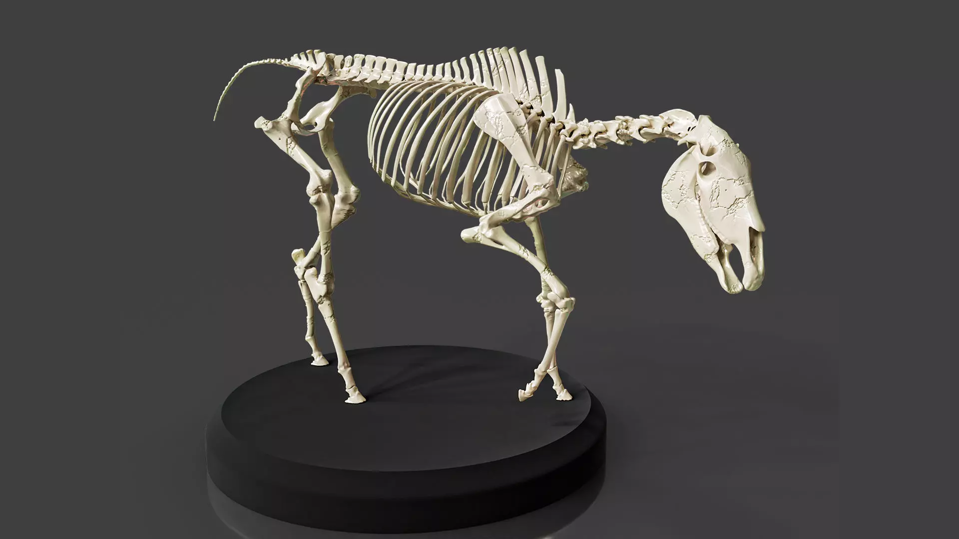 Realistic Horse Skeleton 3D model_0