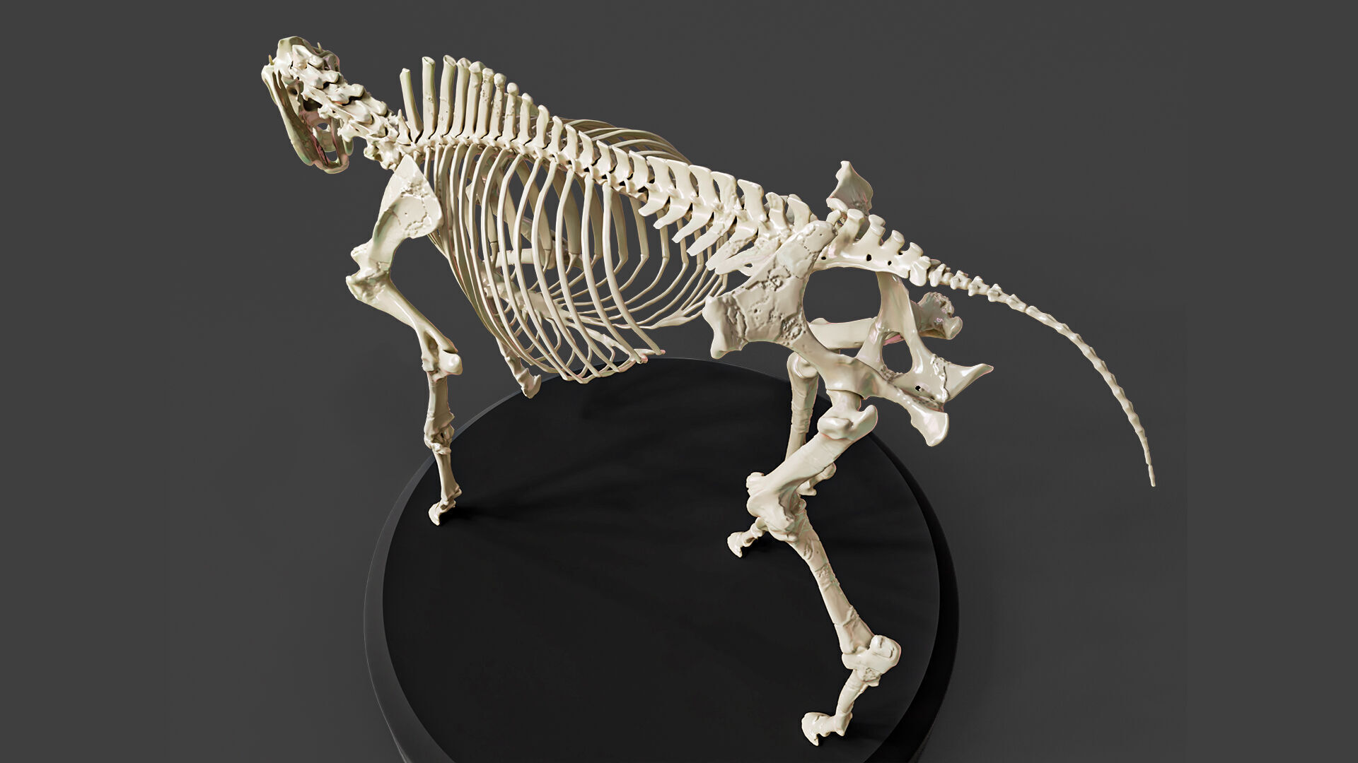 Realistic Horse Skeleton 3D model_3