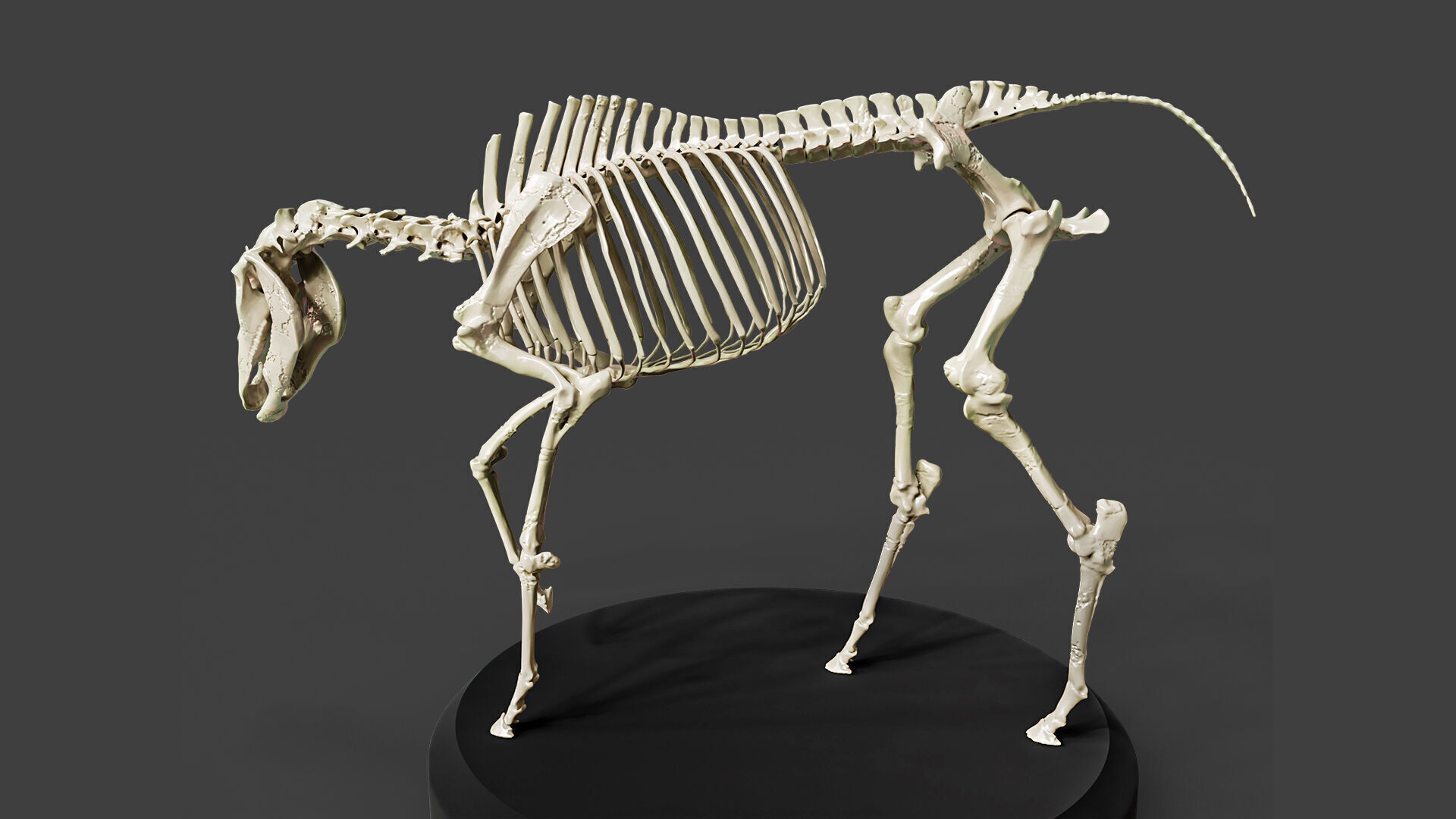 Realistic Horse Skeleton 3D model_4
