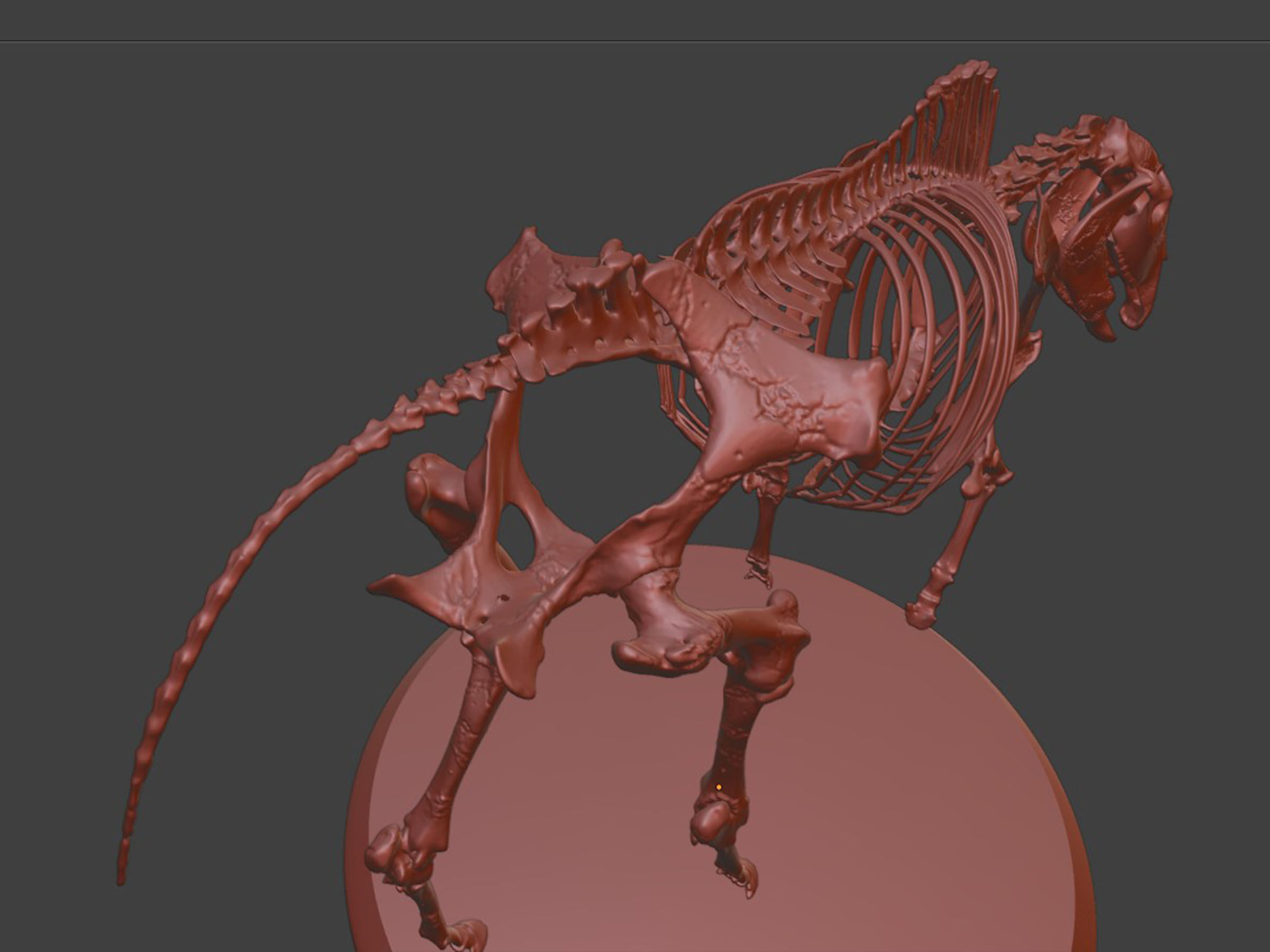 Realistic Horse Skeleton 3D model_9