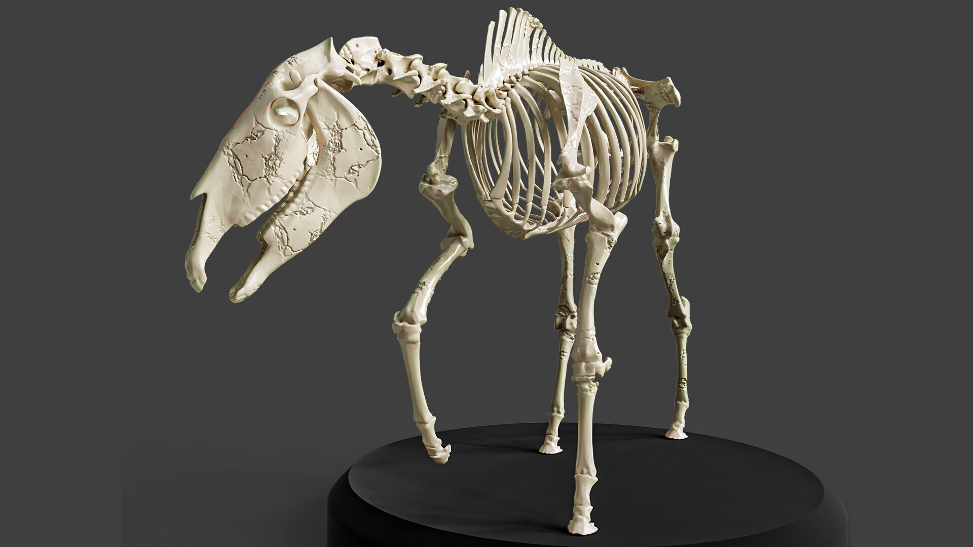 Realistic Horse Skeleton 3D model_5