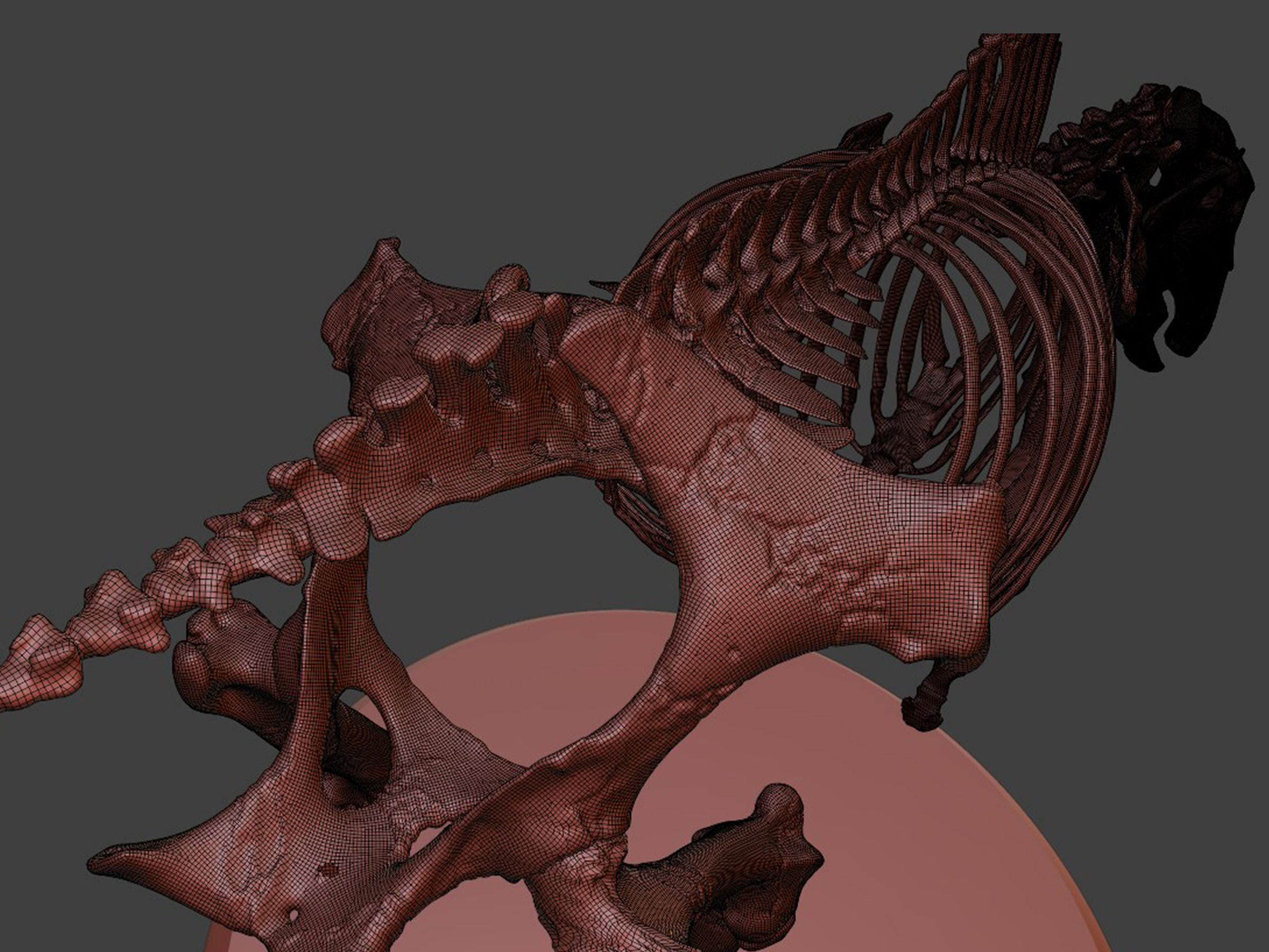 Realistic Horse Skeleton 3D model_10